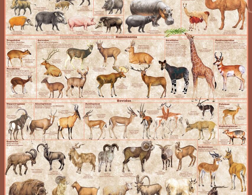Ungulates Educational Poster 24x36 Blacklight