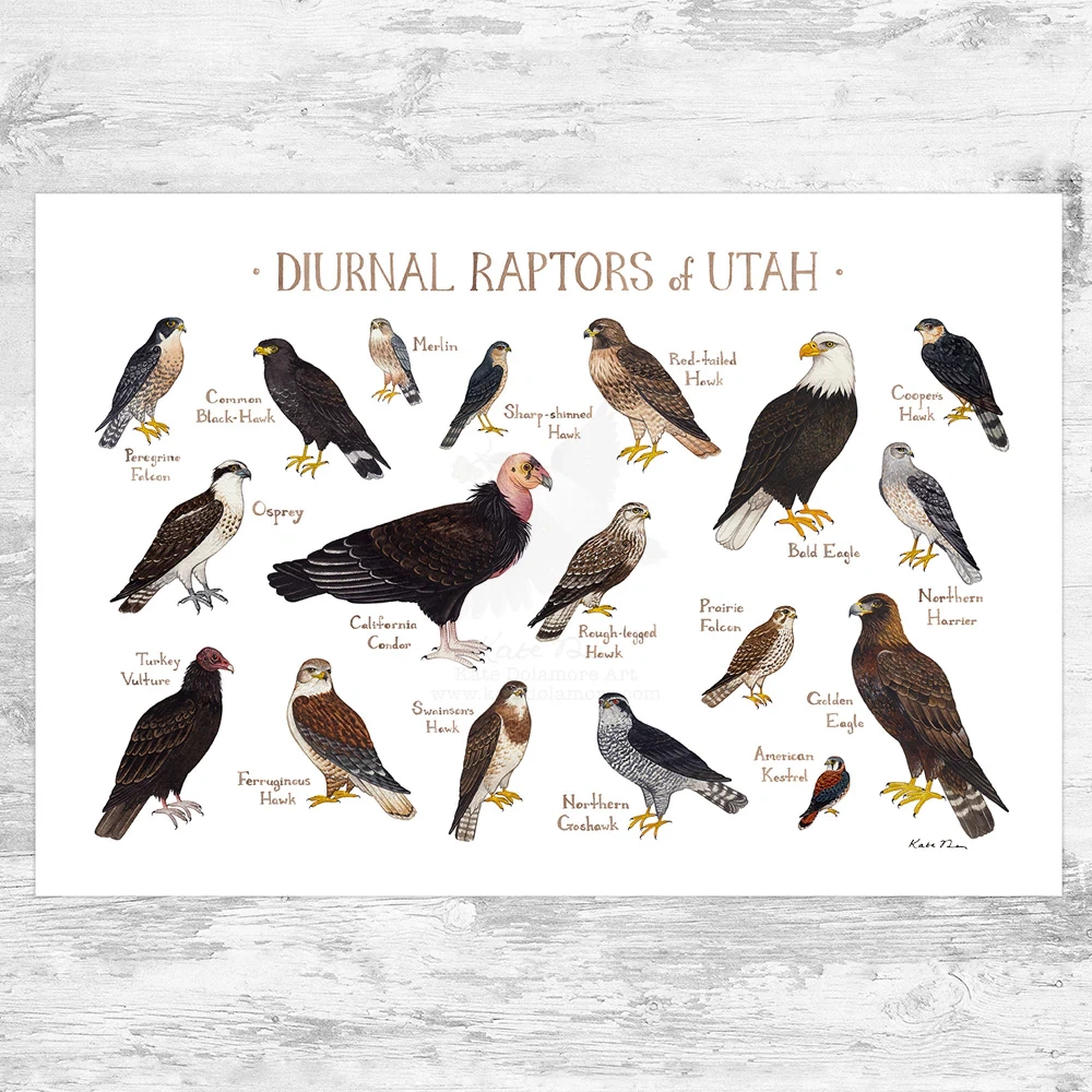 Utah Diurnal Raptors Field Guide Art Print Kate Dolamore Art